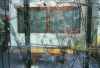 arm